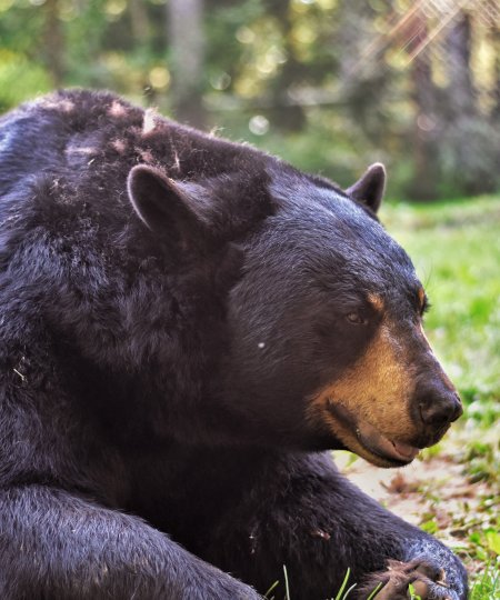 American Black Bear | Shubenacadie Wildlife Park