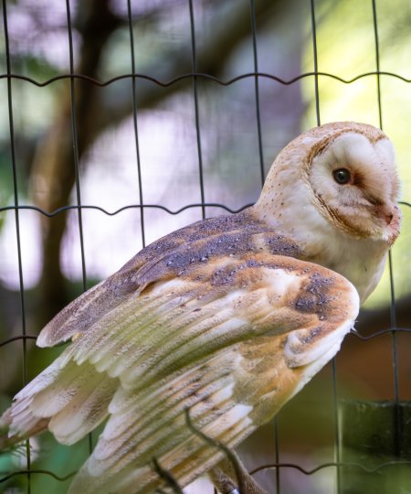Barn Owl