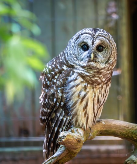 Barred Owl