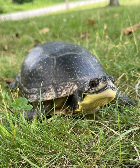Blanding's Turtle