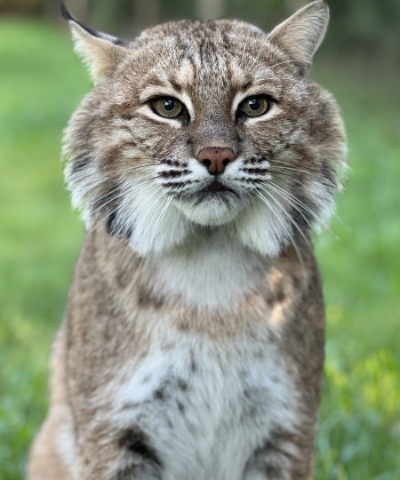 Bobcat
