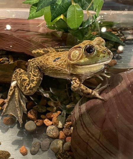 Bullfrog floating in water