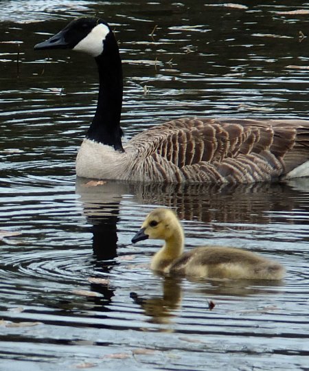 Canada Goose and Gosling