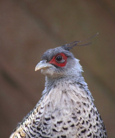 Cheer Pheasant