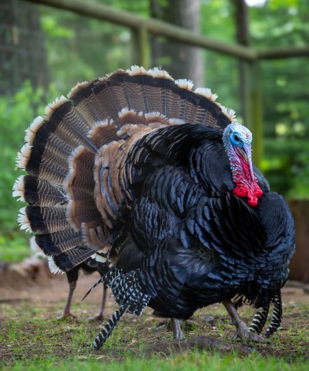 Wild Turkey