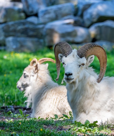 Dall's Sheep