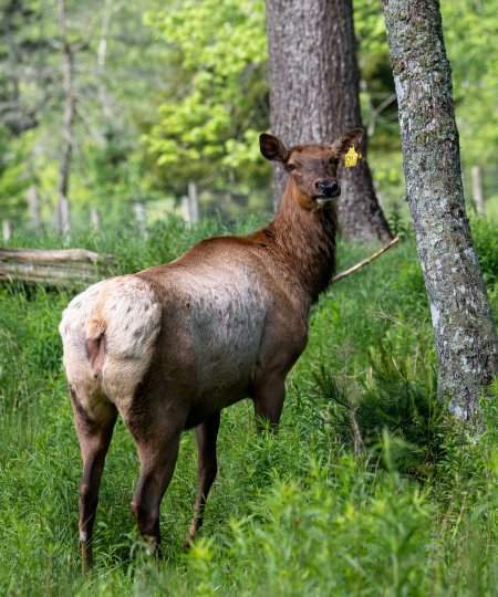 Elk
