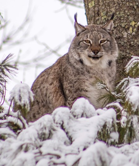 Eurasian Lynx