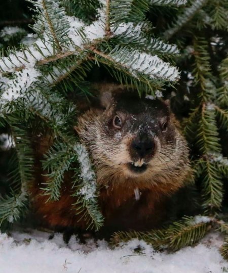 Groundhog