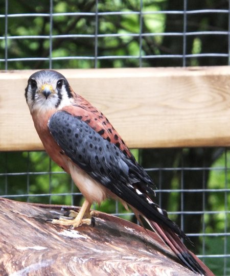 American Kestrel