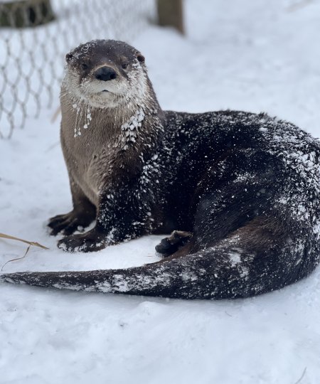 River Otter in snow