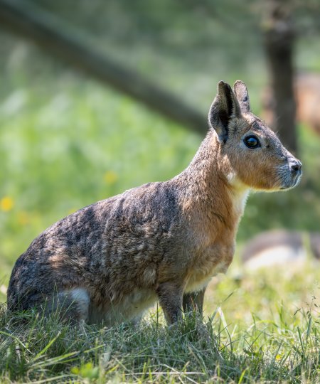 Patagonian Mara