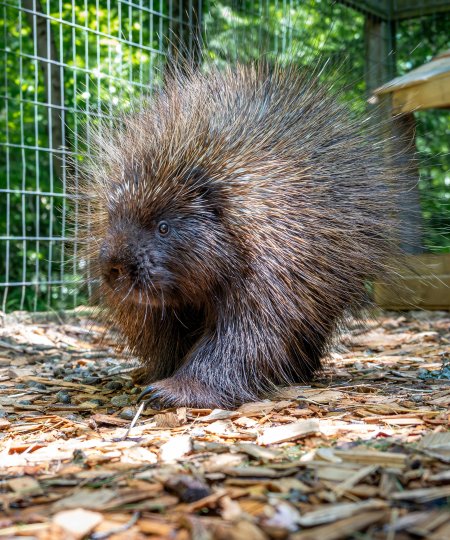 Porcupine