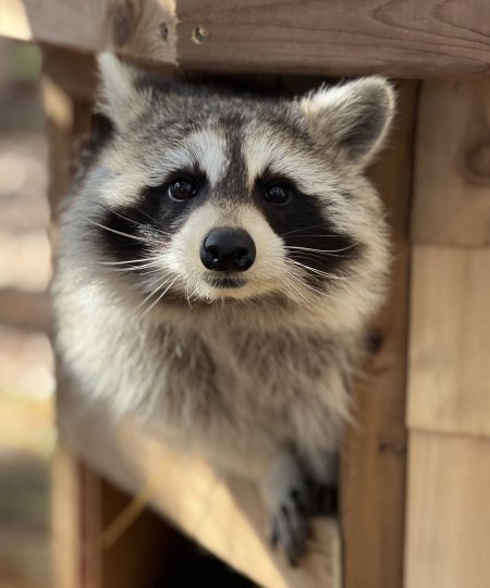 Raccoon