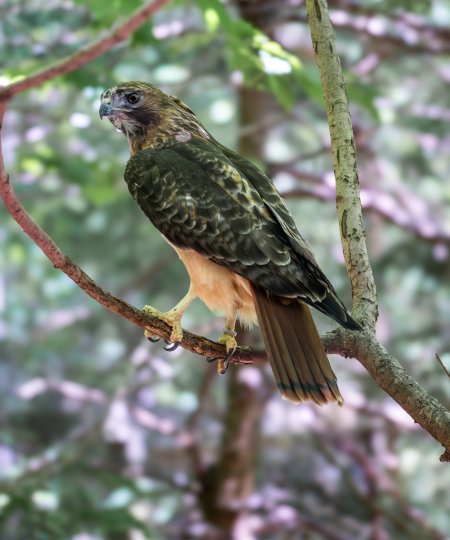 Red-tailed Hawk