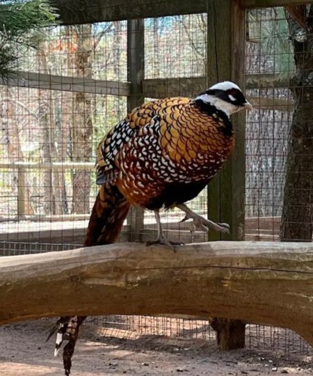 Male Reeve's Pheasant