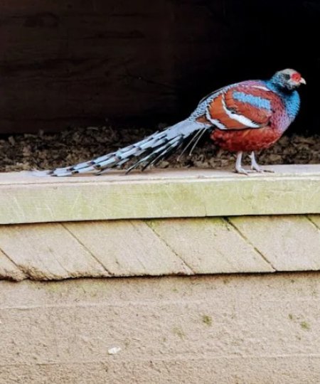 Male Mrs. Hume's Pheasant