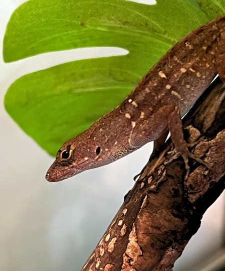 Brown Anole Lizard