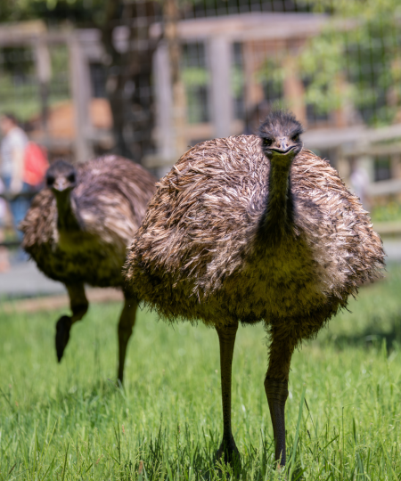 Emus running