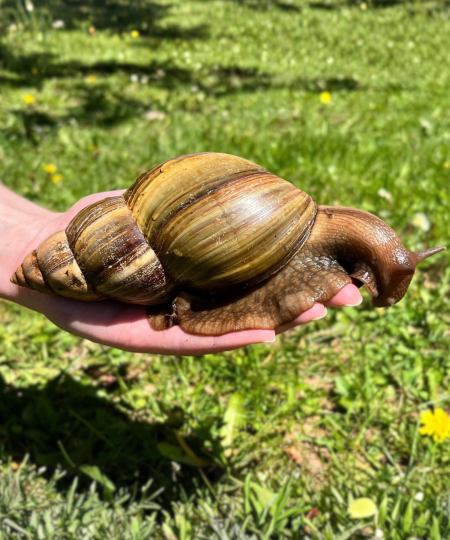 Giant African Land Snail