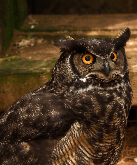 Great Horned Owl on ground