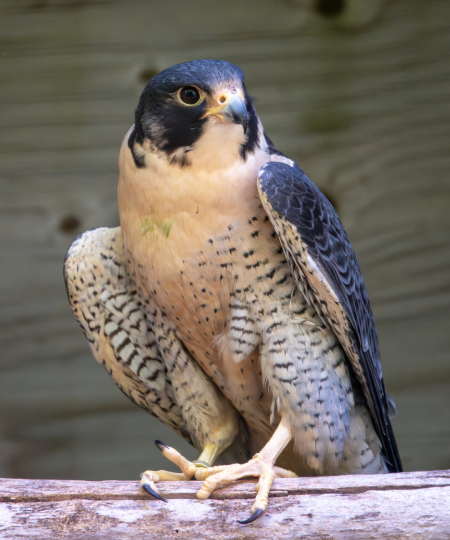 Peregrine Falcon