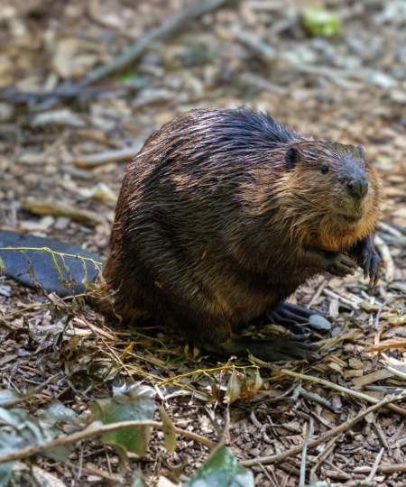 Beaver