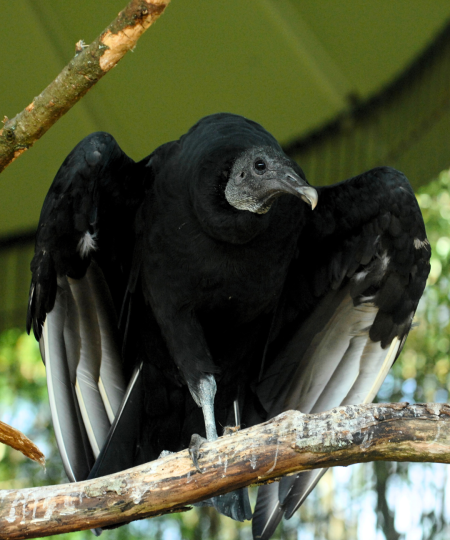 Black Vulture
