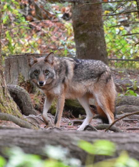 Eastern Coyote