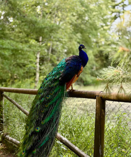 Peacock on fence