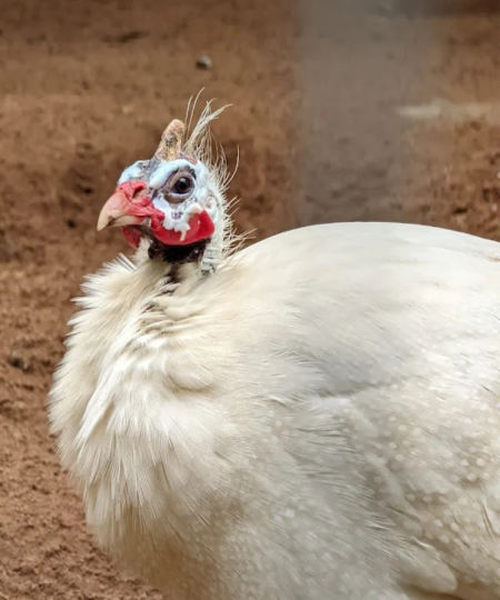 White Helmeted Guineafowl