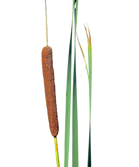 Cattails
