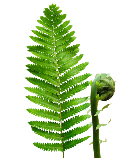 Ostrich Fern