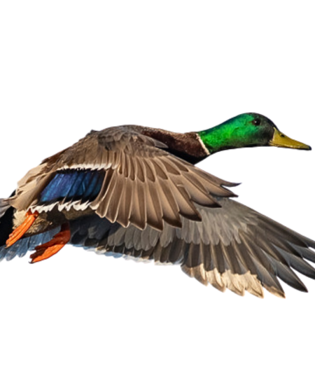 Mallard Duck