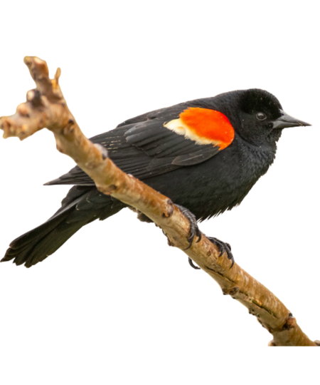 Red-Winged Blackbird